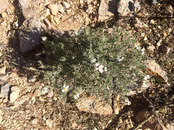 Image of desert zinnia