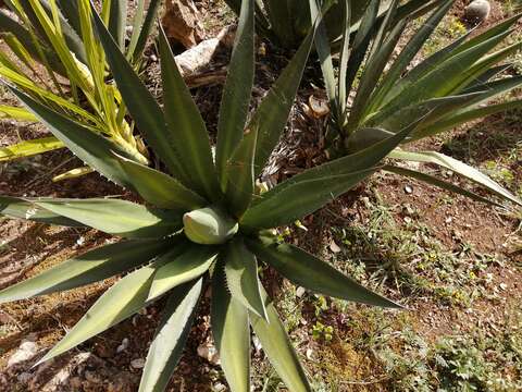 Sivun Agave angustiarum Trel. kuva