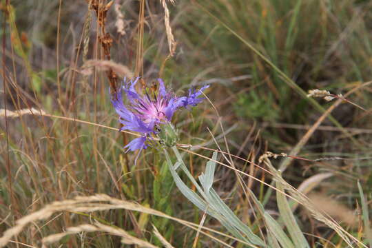 Image of Centaurea fuscomarginata (K. Koch) Juz.