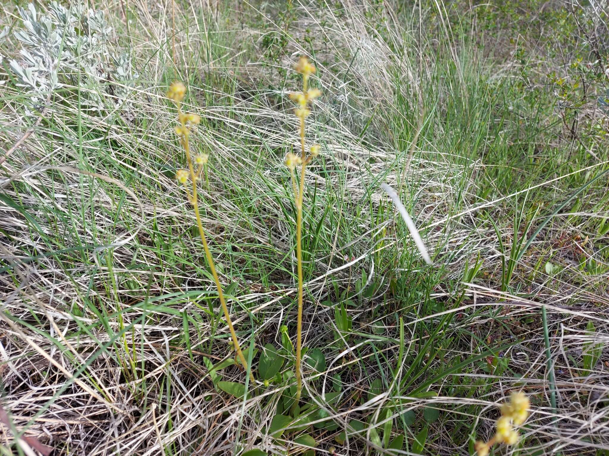 Plancia ëd Micranthes nidifica (Greene) Small