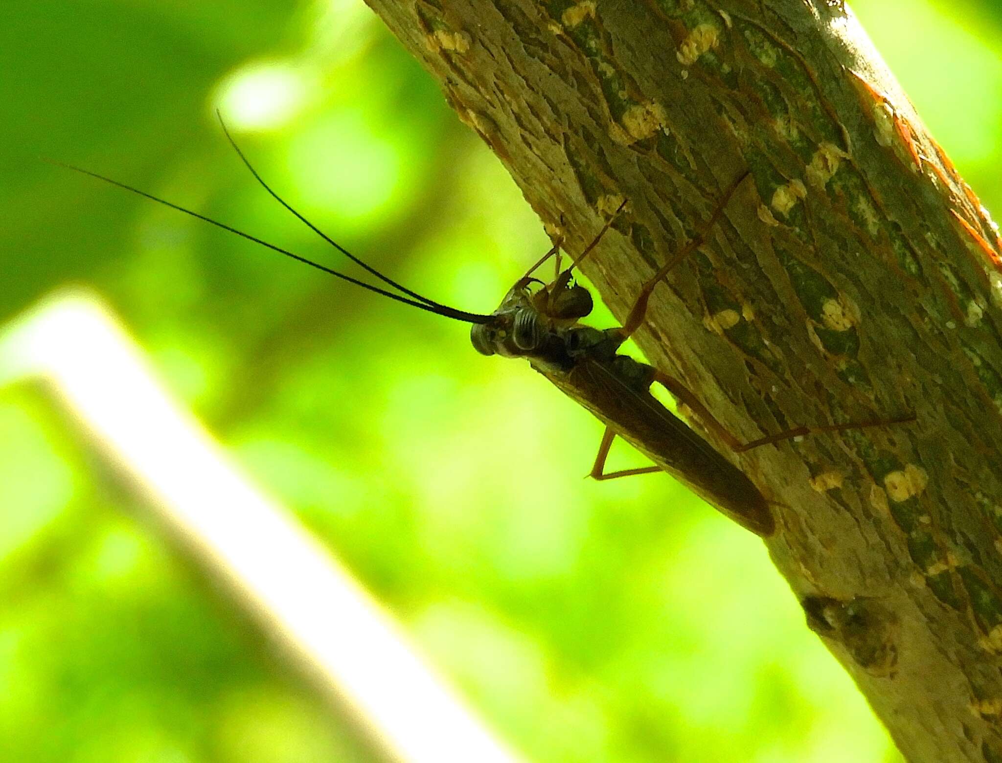 Image of Little Yucatan Mantid