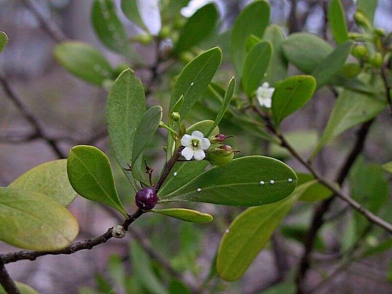 Myoporum boninense subsp. australe R. J. Chinnock resmi