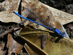 Image of Argia medullaris Hagen ex Selys 1865