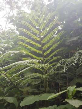 Image of angiopteris fern