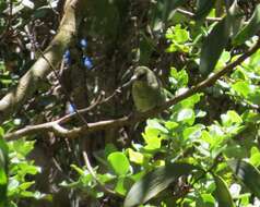 Image of Chlorodrepanis virens virens (Gmelin & JF 1788)