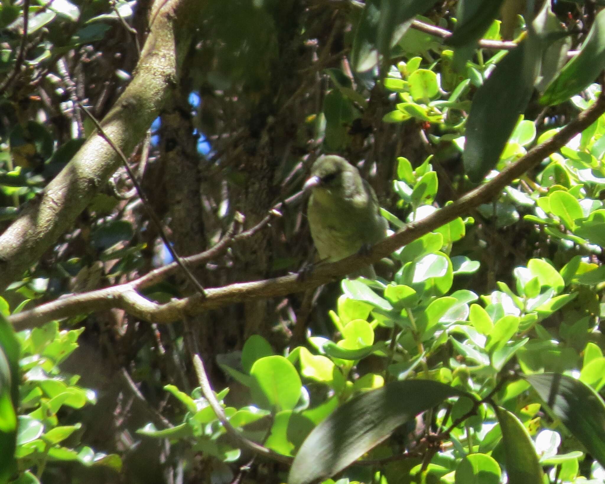 Image of Chlorodrepanis virens virens (Gmelin & JF 1788)