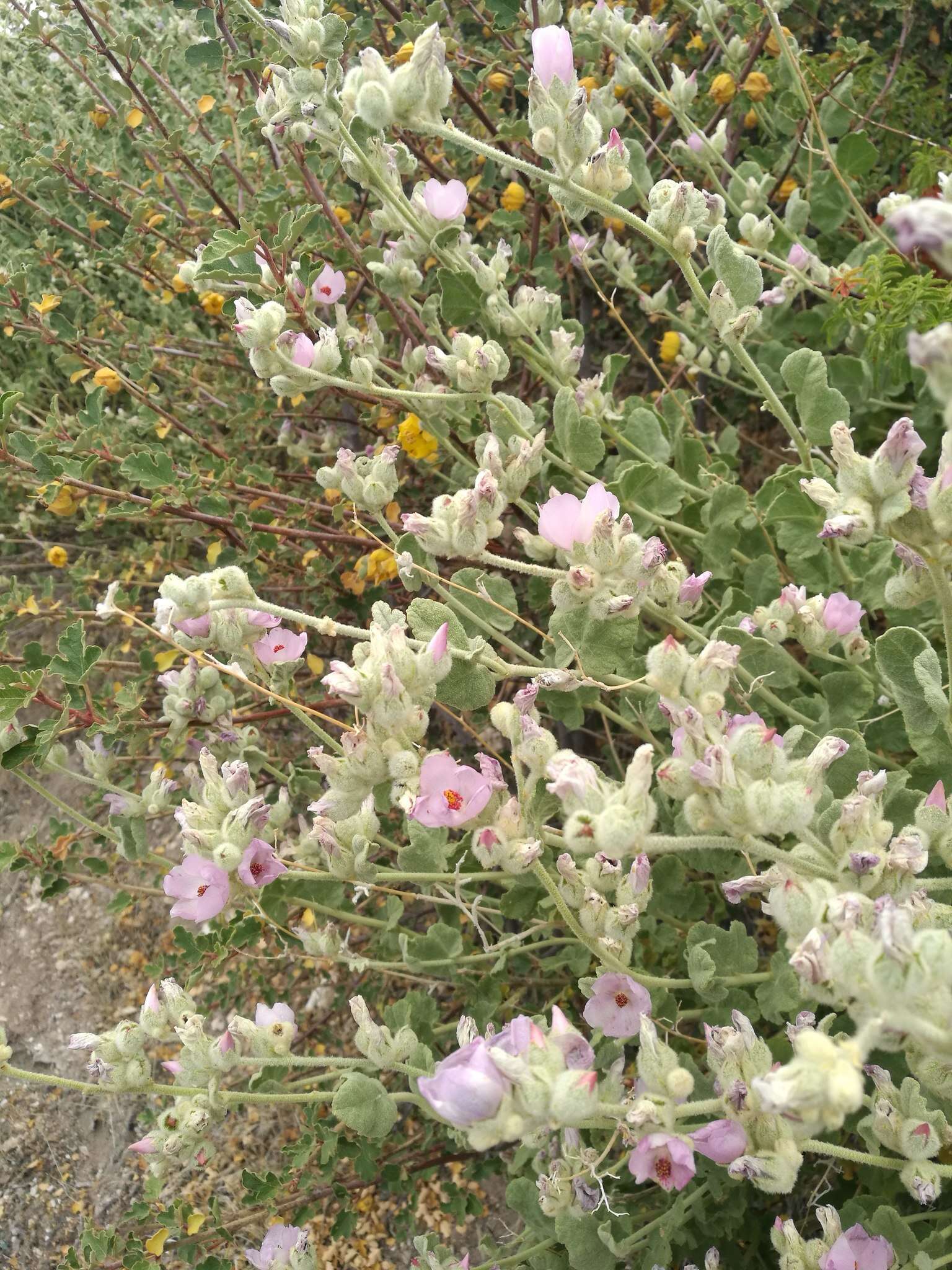 Image of San Clemente Island bushmallow