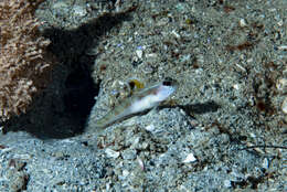 Image of Dorsalspot shrimpgoby