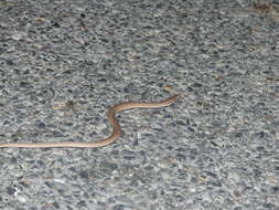 Image of Burton's Legless Lizard