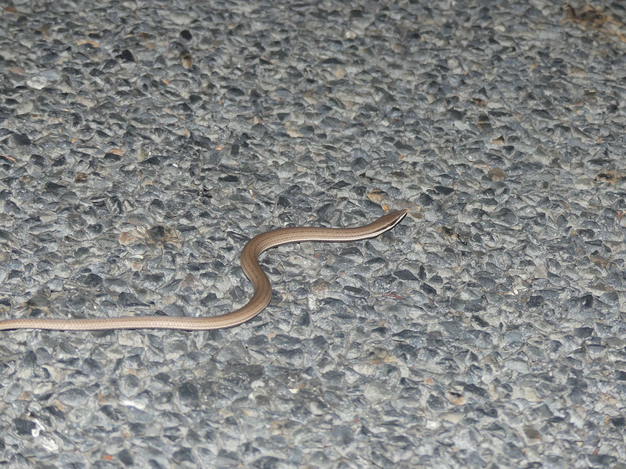 Image of Burton's Legless Lizard