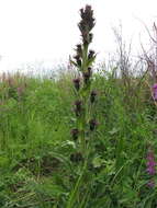 Saussurea baicalensis (Adams) Robins. resmi