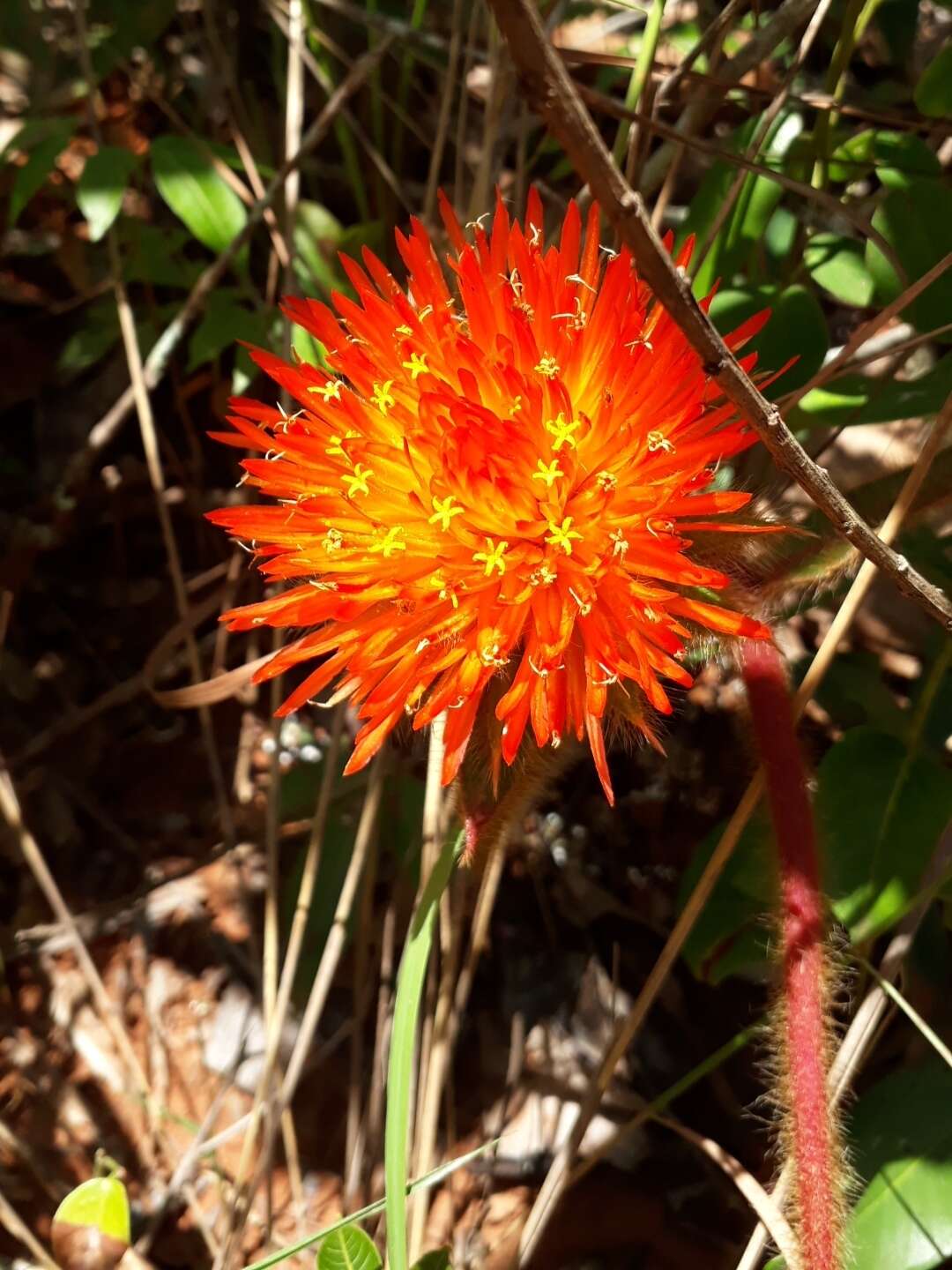 Image of Gomphrena arborescens L. fil.