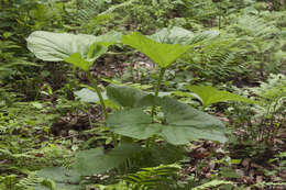 Image of Ligularia sachalinensis Nakai