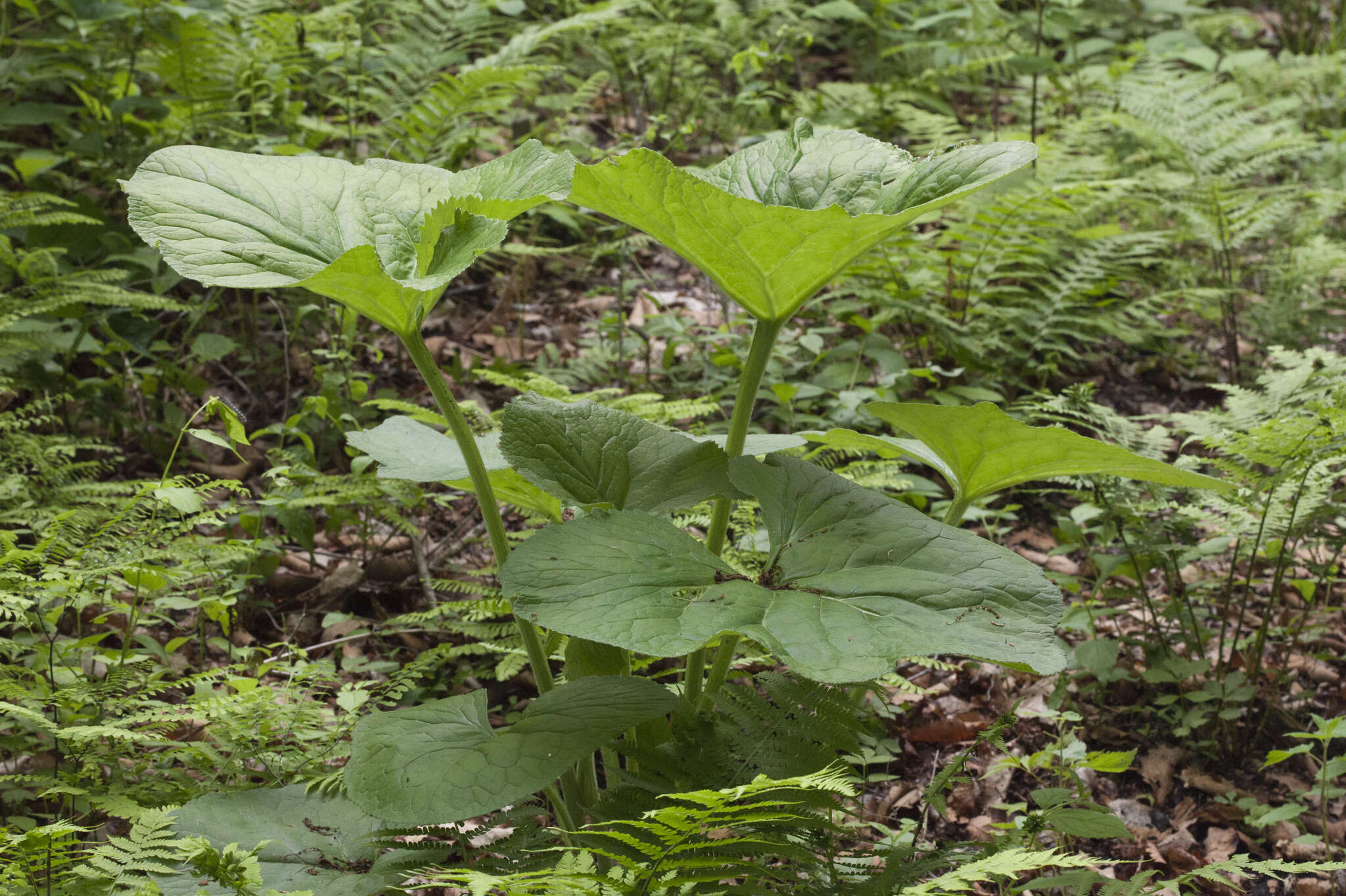 Image of Ligularia sachalinensis Nakai