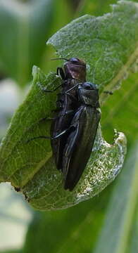 Image de Agrilus viridis (Linnaeus 1758)