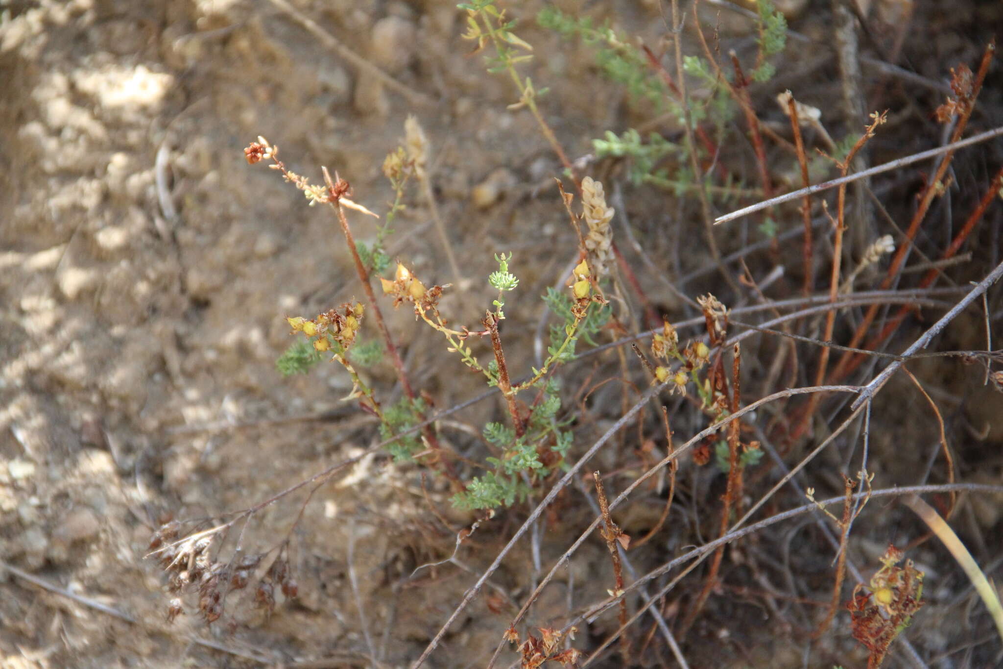 Image of Hypericum scabrum L.