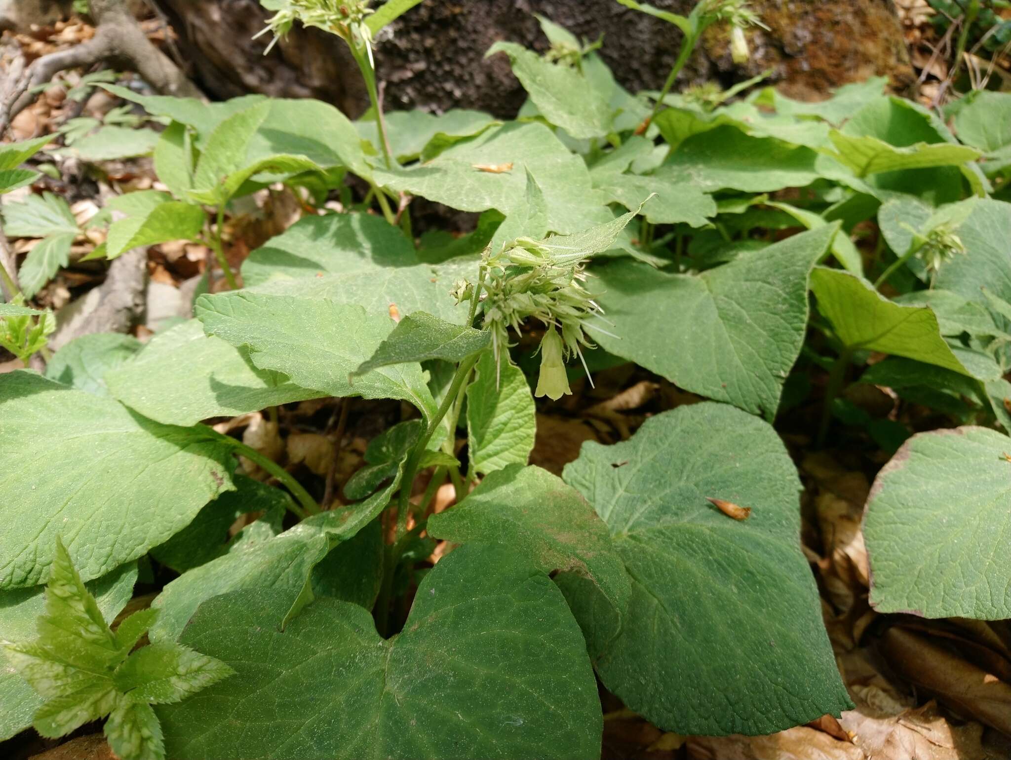 Image of Symphytum cordatum Waldst. & Kit.