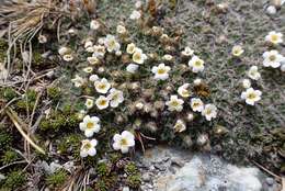 Image of Myosotis pulvinaris Hook. fil.