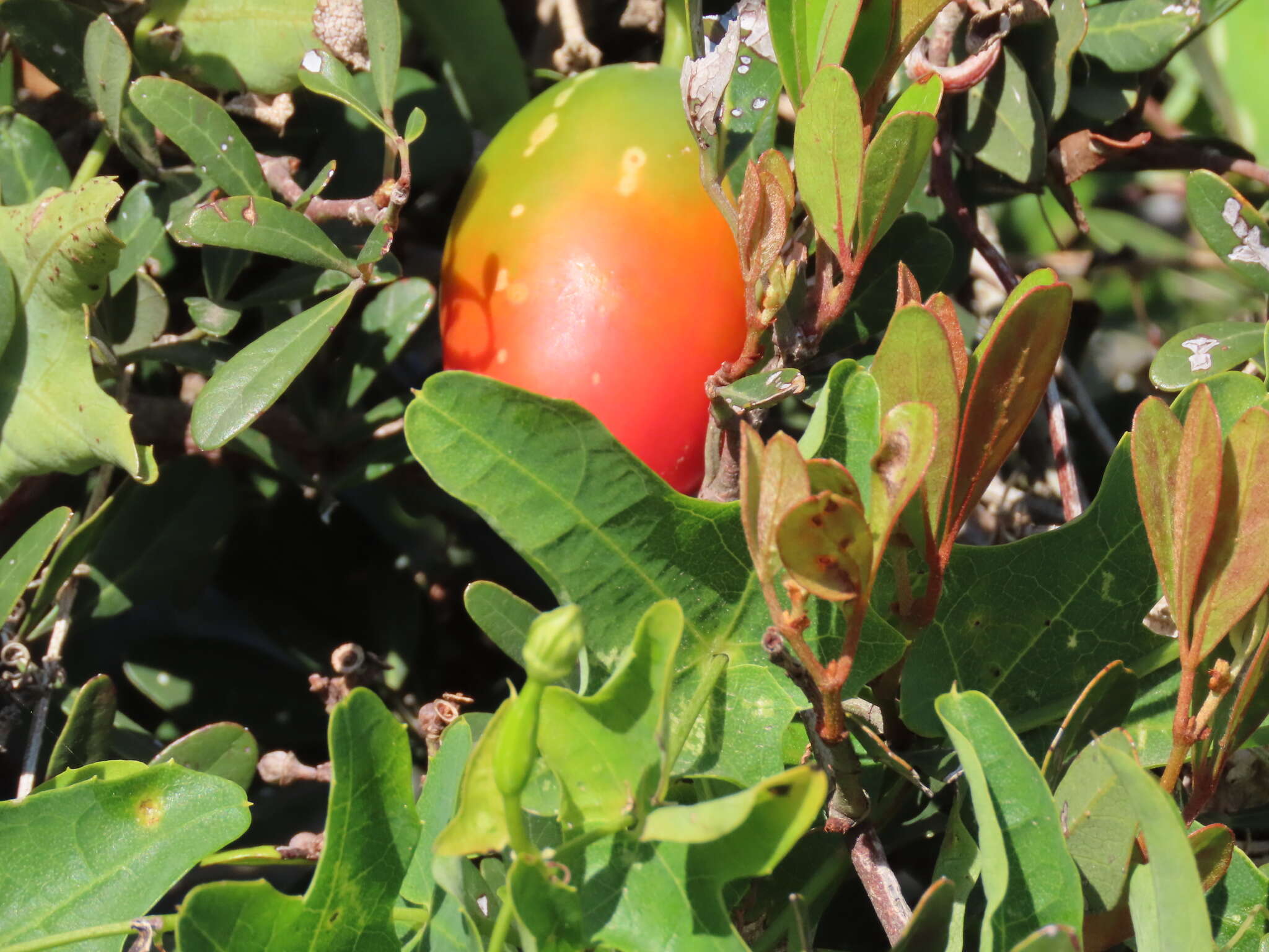 Image of Coccinia quinqueloba (Thunb.) Cogn.