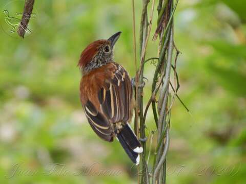 Image of Black-crested Antshrike