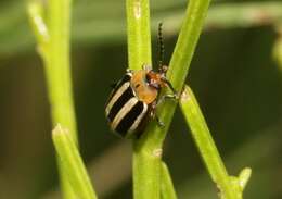 Image of Pigweed Flea Beetle