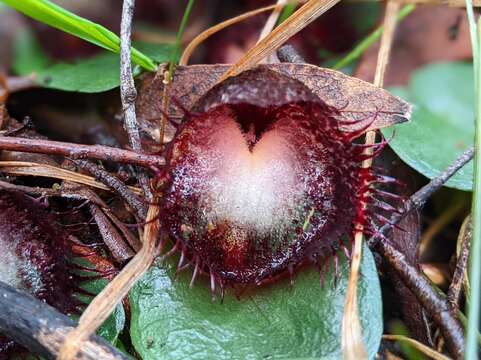 Image of Bristly helmet orchid