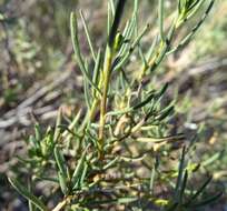 Image of Lepidium leptopetalum (F. Muell.) F. Muell.