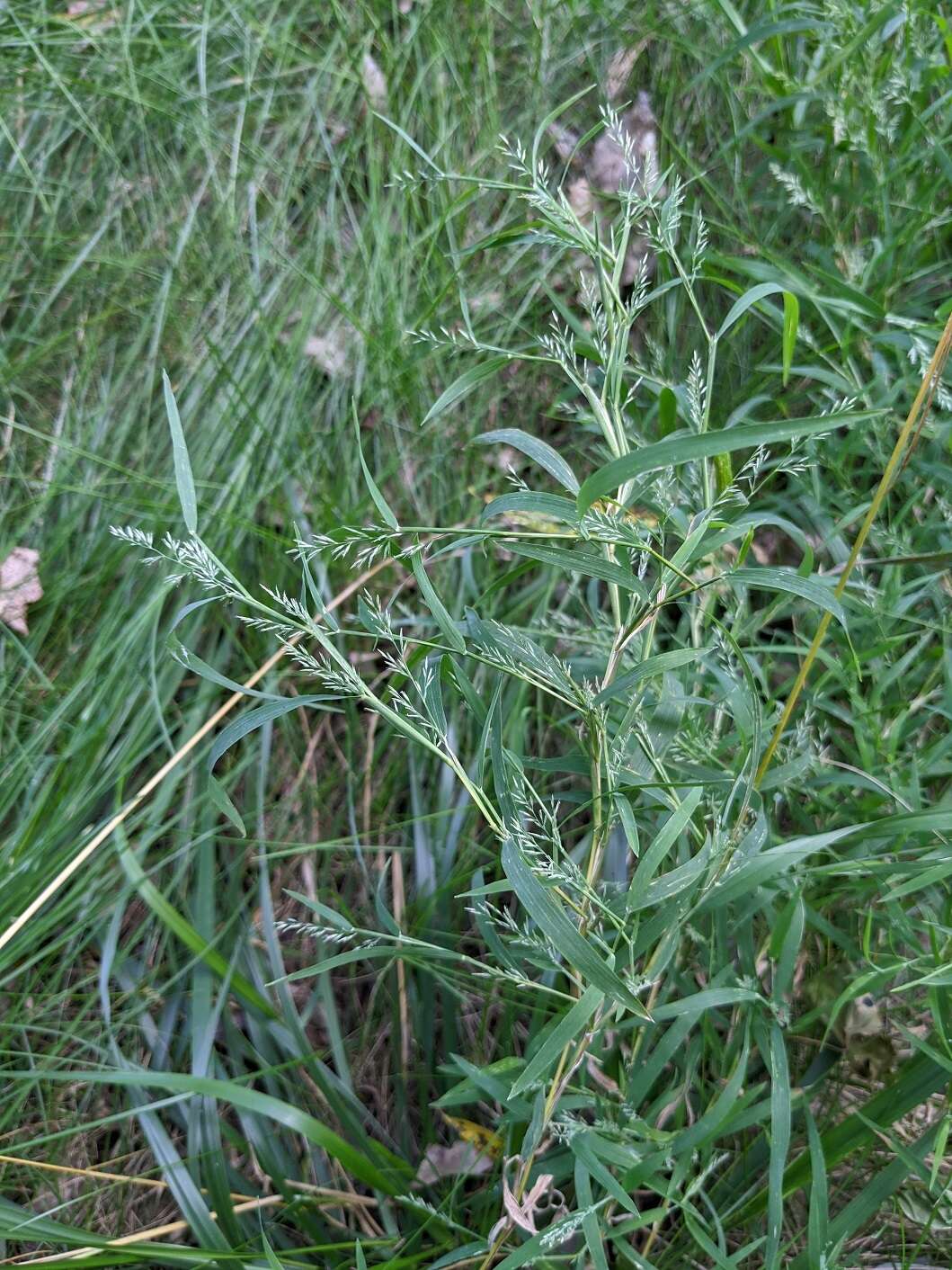 Imagem de Muhlenbergia frondosa (Poir.) Fernald