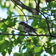 Image of Waxwing