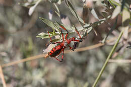 Image of Poecilosphodrus gratiosus (Stål 1859)