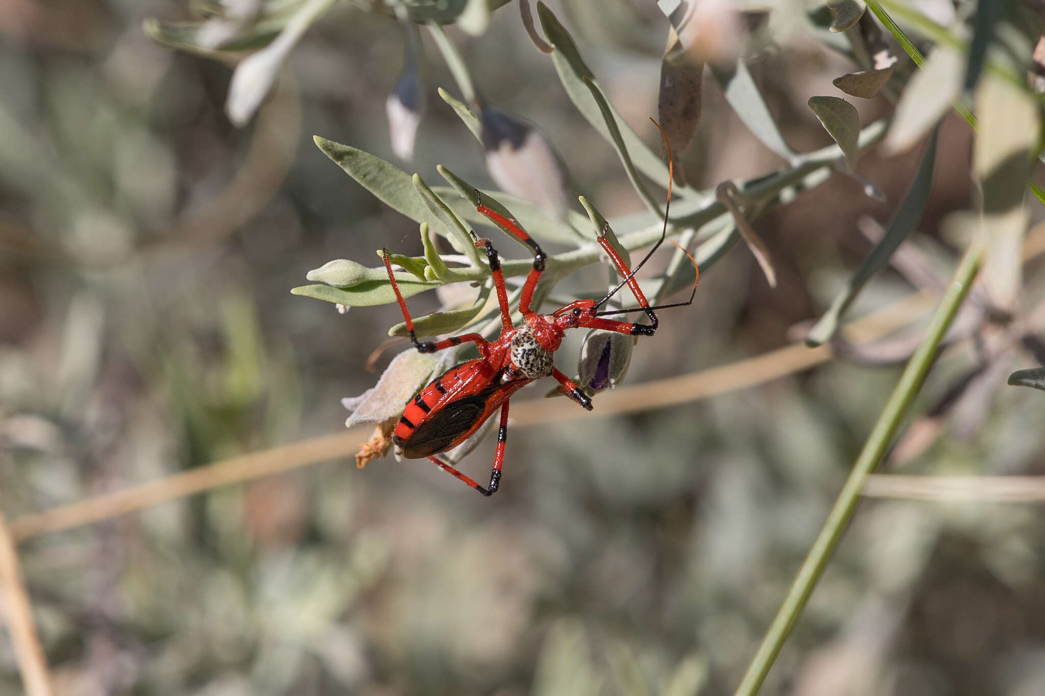 صورة Poecilosphodrus gratiosus (Stål 1859)