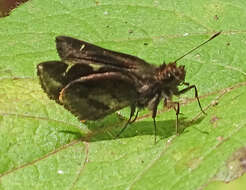 Image of Arnetta hyposticta Mabille 1897