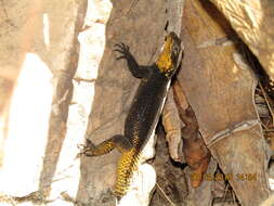 Image of Sceloporus oberon Smith & Brown 1941