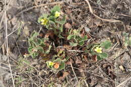 Image of peonyleaf woodsorrel