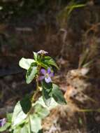 Viola portalesia C. Gay resmi