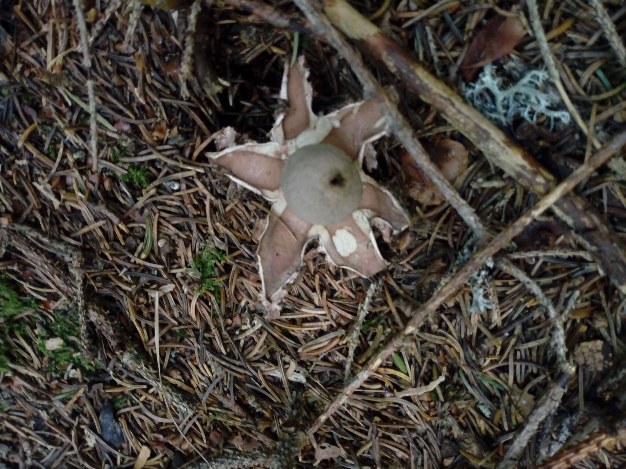 Image of Red-brown Earthstar