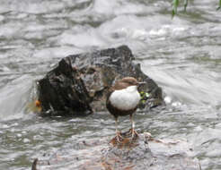 Image of Dipper