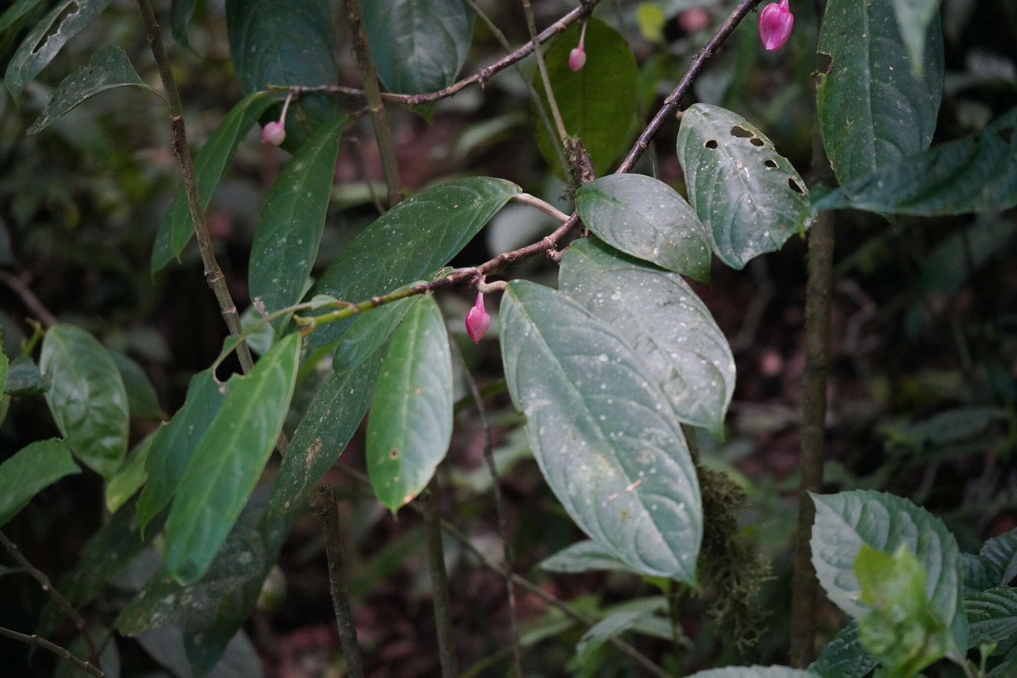 Image of Drymonia conchocalyx Hanst.