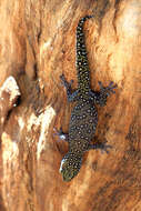 Image of Southern Spotted Velvet Gecko