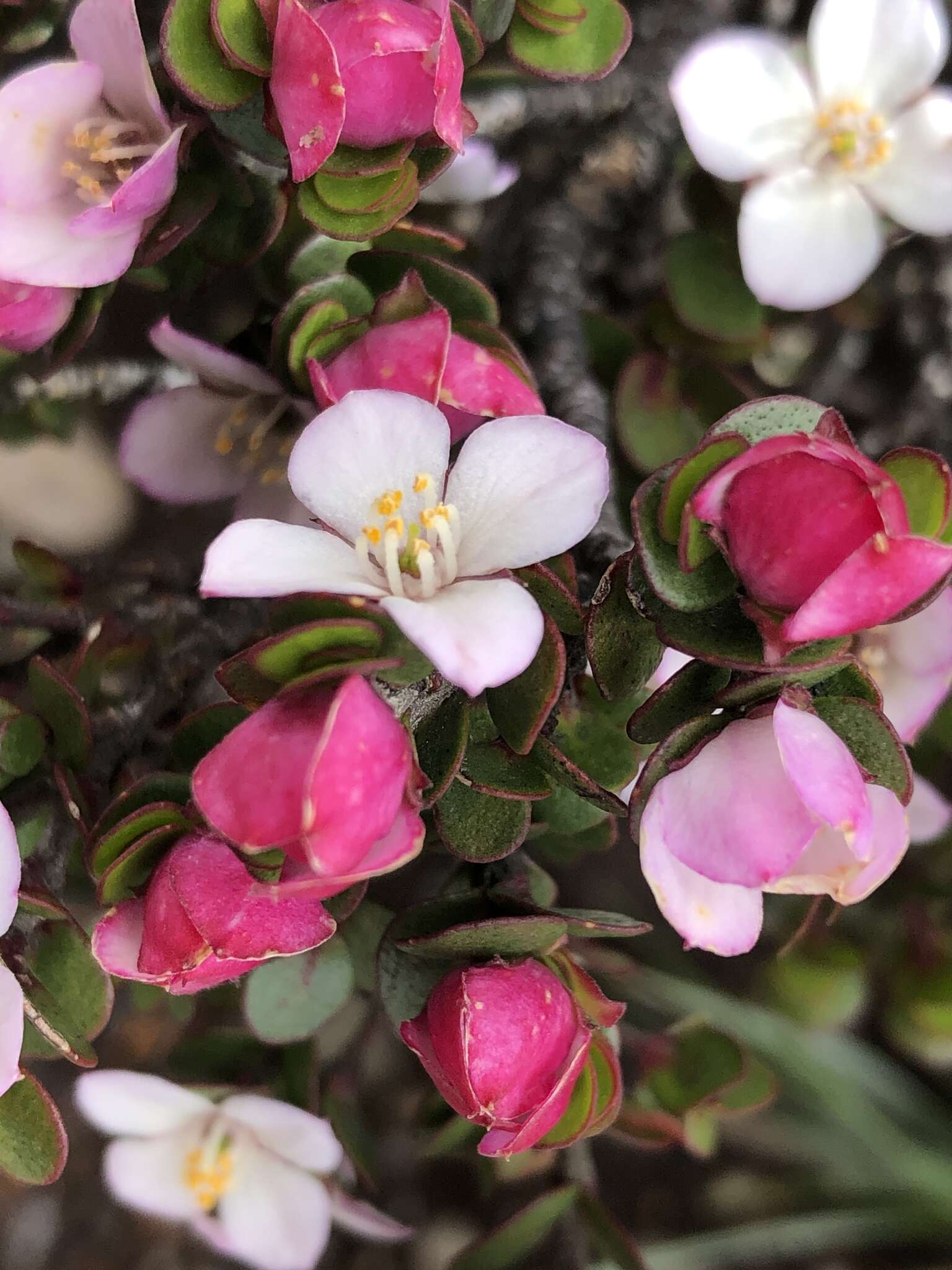 Boronia rhomboidea Hook. resmi