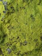 Image of dust lichen