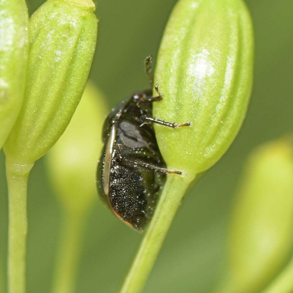 Sivun Corimelaena (Corimelaena) pulicaria (Germar 1839) kuva