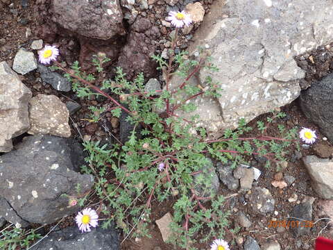 Image de Afroaster erucifolius (Thell.) J. C. Manning & Goldblatt