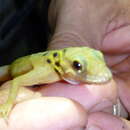 Image of Boulenger's Gecko