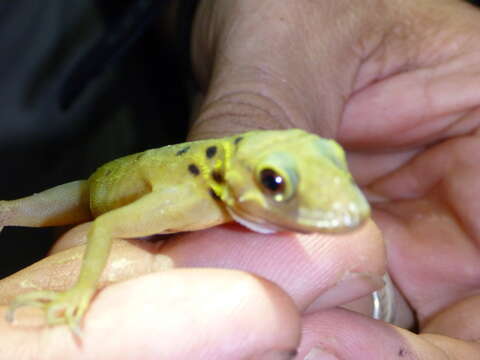 Image of Boulenger's Gecko