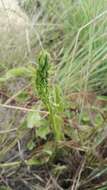 Image of Habenaria galpinii Bolus