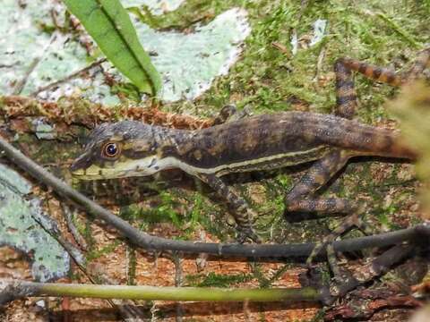 Image of Anolis oxylophus Cope 1875