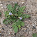 Image of Solanum candolleanum Berthault