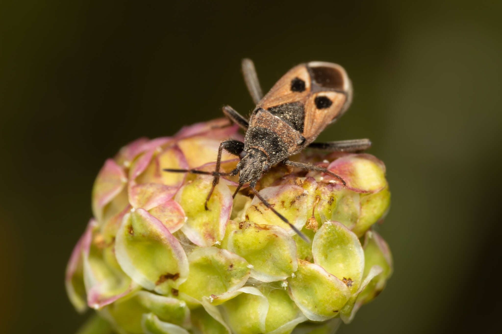 صورة Lasiocoris anomalus (Kolenati & F. A. 1845)