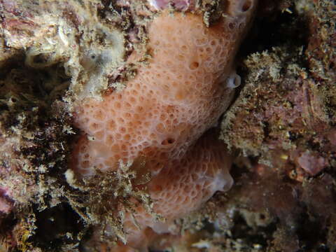 Hemimycale columella (Bowerbank 1874) resmi